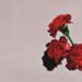 Download music All Of Me - John Legend - Connie Talbot [cover] mp3 Terbaik - zLagu.Net