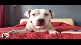 Download Vidio Lagu Pit Bull Ban Could Cost Thousands Of Dogs Their Lives | The Dodo Musik di zLagu.Net