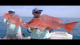 Download Lagu Kingfish, Cobia and Snappers - Offshore Fishing in Florida - 4K Musik