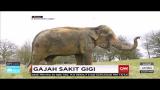 Download Video Lagu Gajah Cabut Gigi Gratis