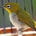 Download Suara Burung Pleci Gacor | MAMAKMARTA.COM mp3 gratis