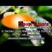 Download mp3 Sayang 2 ~ Instrumental dangdut koplo - Cipt. Anton Obama by SEKAR DJAGAT MUSIC gratis