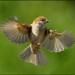 Free Download  lagu mp3 Masteran Burung Gereja terbaru di zLagu.Net