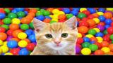 Video Music Lagu Anak Si Meong Kucing Lucu Mandi Bola Terbaru
