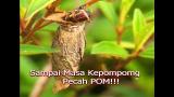 video Lagu Kisah Hidup Rama Rama - Lagu Kanak Kanak Music Terbaru - zLagu.Net