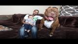 Download Video Meet 'Hulk': The Giant 175lb Family Pit Bull Terbaik