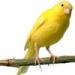 Download mp3 Terbaru Burung Kenari Spanish gratis