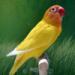 Free Download mp3 Terbaru Burung love bird di zLagu.Net