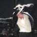 Download mp3 lagu Michael Jackson - Billie Jean [HIStory Tour] (Live Studio Version) 4 share - zLagu.Net