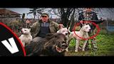 Download Video Lagu Los perros "PAMPA" Una cruza de Dogo argentino y PITBULL (Veneno Dogs) Gratis