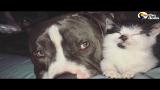 Download Video Service Pit Bull Cares for Kitten, Rest Of His Family | The Dodo