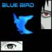 Music Blue Bird - Naruto Shippuden 3rd Opening (Instrumental) gratis