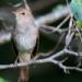 Download lagu mp3 Kicau Burung Sikatan Londo Asli Hutan Liar di zLagu.Net