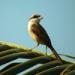 Download mp3 Kicau Burung Cendet Madura Juara.mp3 terbaru