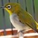 Download lagu terbaru Audio Suara Terapi Burung Pleci gratis di zLagu.Net