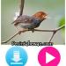 Download Download Suara Burung Prenjak Betina mp3 Terbaru