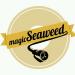 Download mp3 Magic Seaweed - Bawel music baru - zLagu.Net