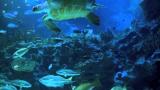 Music Video Aquarium 2hr relax ic