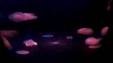 Music Video Spot ubur ubur fave melody seaworld ancol Terbaru