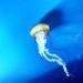 Download lagu mp3 Terbaru Exhibits II. Jellyfish gratis