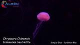 Download Video Lagu Jellyfish (ubur-ubur) Sea Nettle Music Terbaru