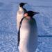 Lagu Emperor Penguin - They are lots of fun gratis