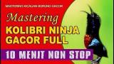 Video Masteran Kolibri Ninja Gacor Full (10 MENIT NON STOP) Terbaik