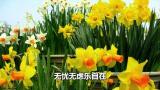 Download Video 邓丽君 - 迎春花 (Teresa Teng - Ying Chun Hua) Gratis - zLagu.Net