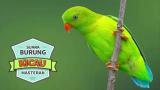 Video Music MASTERAN BURUNG SERINDIT 2017 ~ Suara Burung Srindit Terbaru