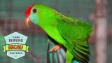 Download Video Lagu SUARA BURUNG SERINDIT TELER TERBARU ~ Masteran Burung Srindit 2017 Terbaru - zLagu.Net