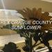 Download mp3 Terbaru Rex Orange County - Sunflower (slowed) gratis di zLagu.Net