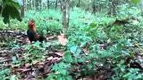 Download Video Orang Bunian Menjelma Semasa Menangkap Ayam Hutan Music Terbaik - zLagu.Net