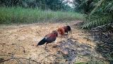 Download Video Lagu Ayam hutan berugo pemikat Gratis