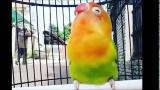 Video Lagu DAHSYAT!! Lovebird isian walang kecek, kenari, kapas tembak cocok untuk masteran Musik Terbaru di zLagu.Net