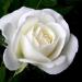 Download mp3 gratis Mawar Putih - zLagu.Net