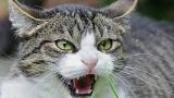 Video Musik Suara Kucing Marah Marah Lucu Sekali Suara Kucing Terbaik