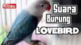 Download Video Lagu MASTERAN BURUNG LOVEBIRD | SUARA LOVEBIRD JUARA | NGEKEK PANJANG Terbaru