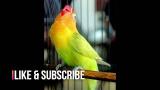 Lagu Video Masteran Lovebird Paud, Menata Lagu Paud Untuk Siap Gantang Gratis
