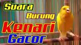 Video Lagu Suara Masteran Burung KENARI GACOR | Masteran KENARI Durasi Panjang Full Isian Gratis