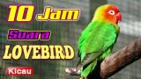 Music Video 10 JAM Masteran Burung LOVEBIRD Ngekek Nonstop