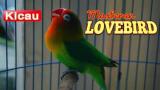 Video Lagu Suara LOVEBIRD Ngekek Panjang Mp3 | Masteran Lovebird Ngakek Mp3 Gratis di zLagu.Net