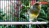 Download Vidio Lagu BUKTIKAN!! PANCINGAN KENARI HANDAL Untuk Burung Bahan Gratis