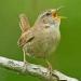 Download lagu Masteran Burung Eurisian Wren Bikin Burung Makin Gacor terbaru