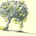 Download musik Little lemon tree mp3 - zLagu.Net