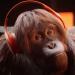 Free Download lagu Tune And I - Dance Monkey ( Chris Boom Orangutan Bootleg ) FREE DL gratis