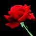 Download lagu mawar berduri baru di zLagu.Net