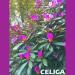 Download lagu CELICA mp3 baru