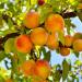 Free Download lagu Mariposa - Peach Tree Rascal gratis