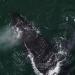 Download lagu gratis Parley SnotBot – Humpback whale recorded off the coast of Gabon mp3 Terbaru