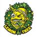 Download mp3 Lemon Tree terbaru